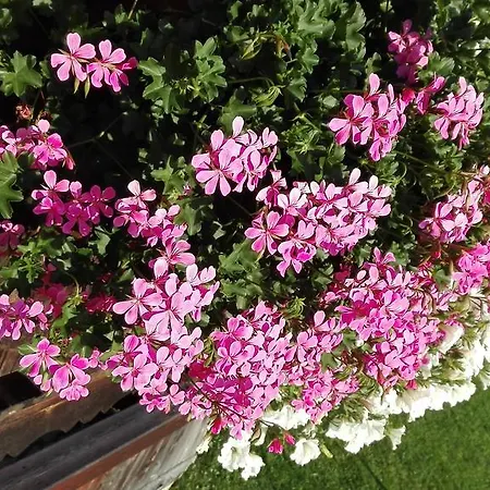 アパート Vorderaltensberg *